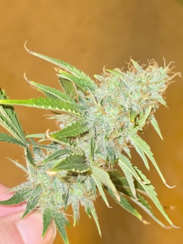 2nd Autoflower Indoor Grow — flower, day 79