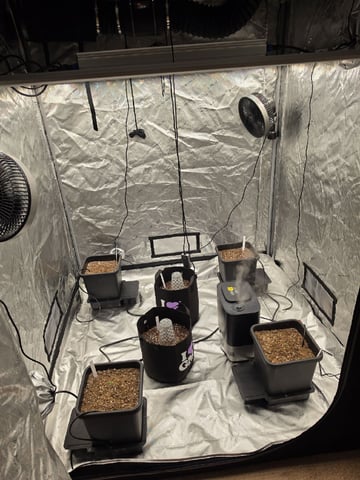 Autoflower 5x5 — seedling_rooting, day 8
