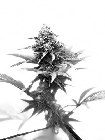 first indoor — flower, day 123