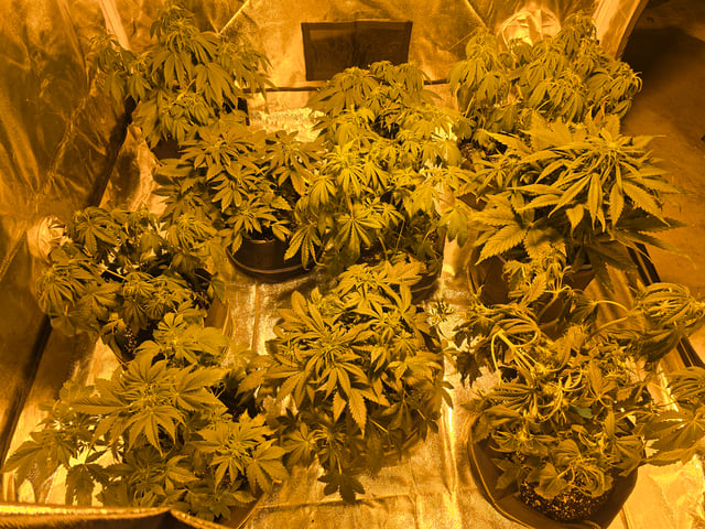 2nd Autoflower Indoor Grow — flower, day 40