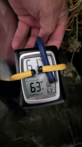 Strawberry Cheesecake Seedsman Seeds Autoflowers x2 — flower, day 109