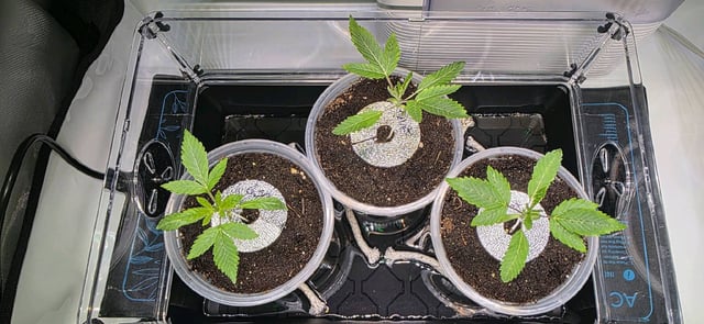 Girl Scout Cookies  — vegetative, day 20