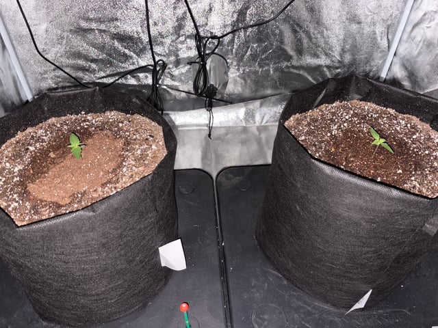 Grow Shed Grow #1 — seedling_rooting, day 9
