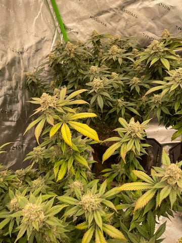 1st Ever Grow (GodFather OG) (Coco) — flower, day 138