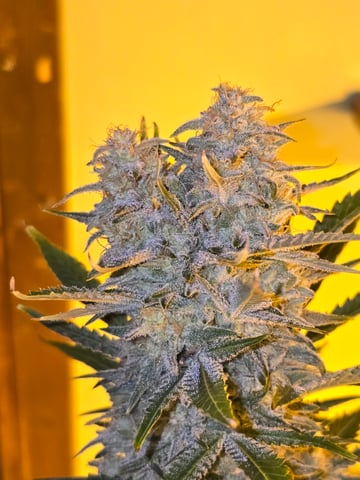 2nd Autoflower Indoor Grow — flower, day 86