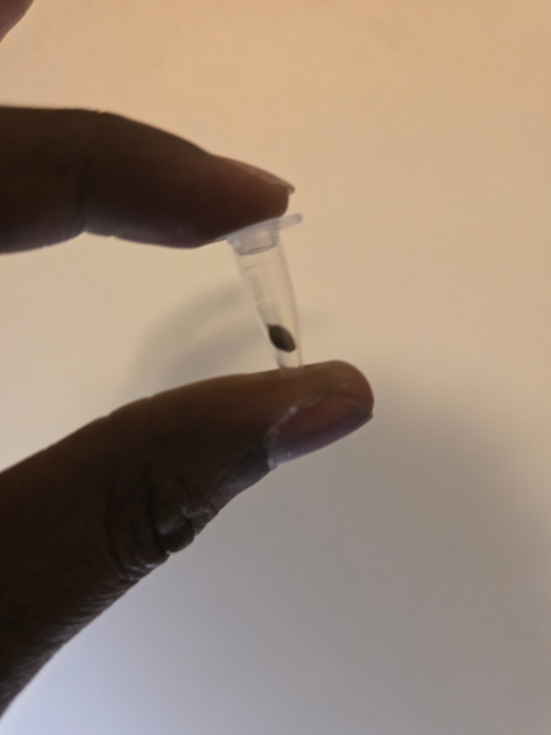 Pull my finger and Mowie Wowie