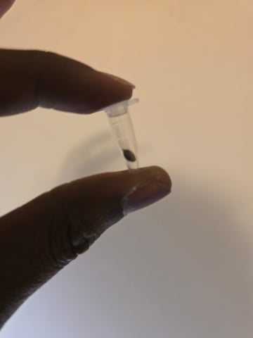 Pull my finger and Mowie Wowie — grow_setup, day 1