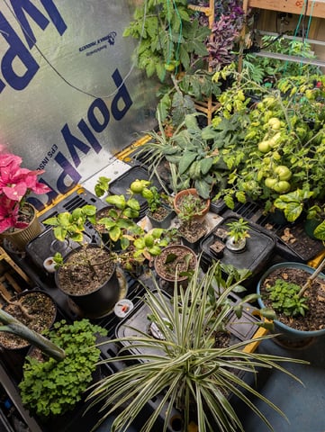 See what grows — vegetative, day 371