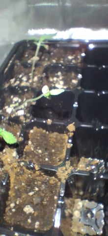 Free Seeds — seedling_rooting, day 19