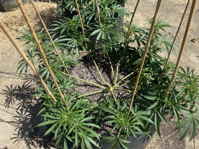 Solfire Gardens Grow — flower, day 107