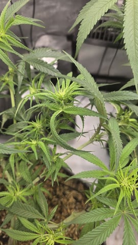 lilac diesel Rbx2 — flower, day 72