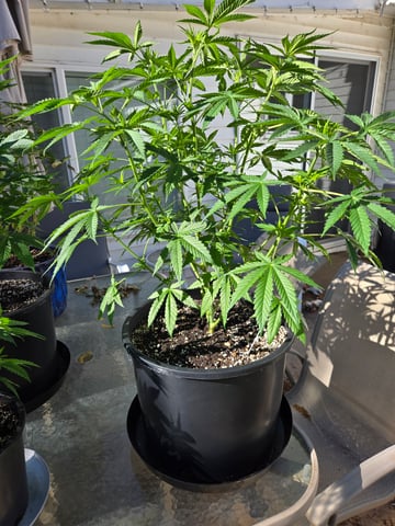 Banana Kush / Durban Poison / C99-Riddle OG — flower, day 34