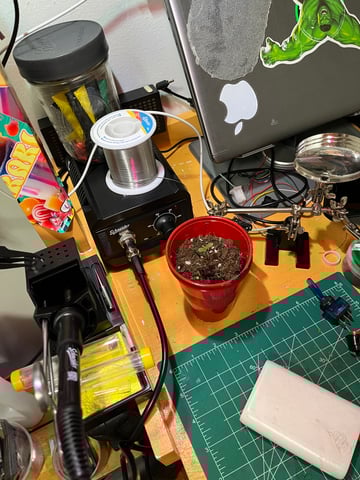 My Devine Conscious  — seedling_rooting, day 1