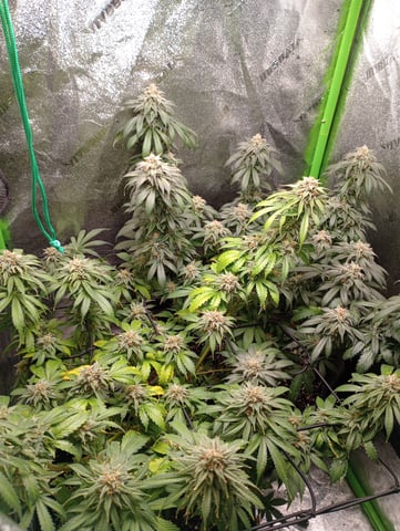 All Aboard!!! — flower, day 125