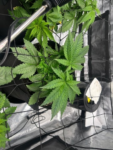 2025-26 harvest INDOOR — vegetative, day 74