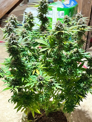 second grow — flower, day 69