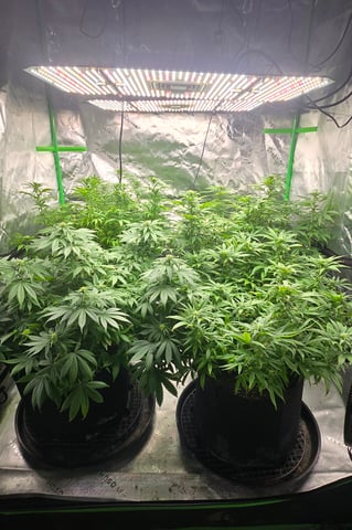 This grow may be interesting! — flower, day 131