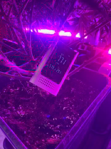 zunami s1 grounded genetics  — flower, day 58