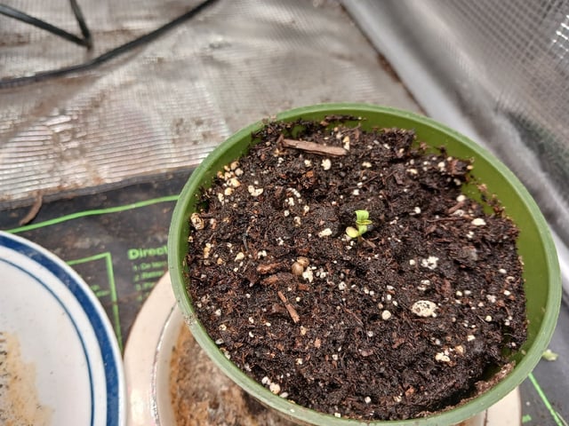 4th grow  — done, day 173