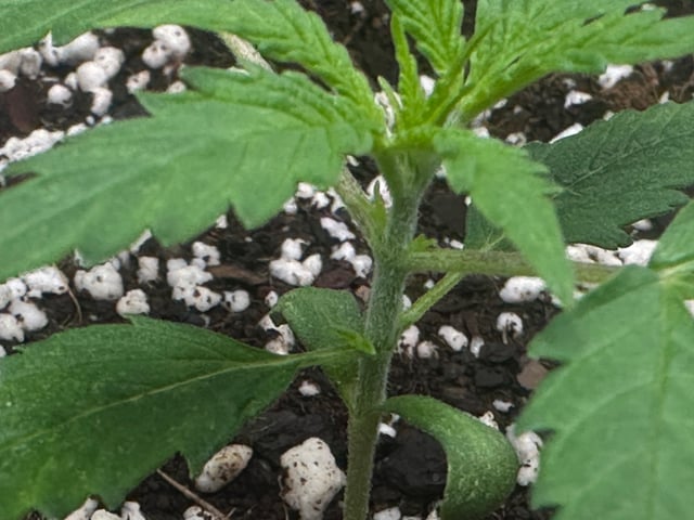 Ztrawberriez (Auto) 2026 - 1 — vegetative, day 19