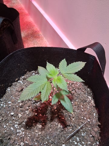 Gorilla Sherbet  — vegetative, day 29