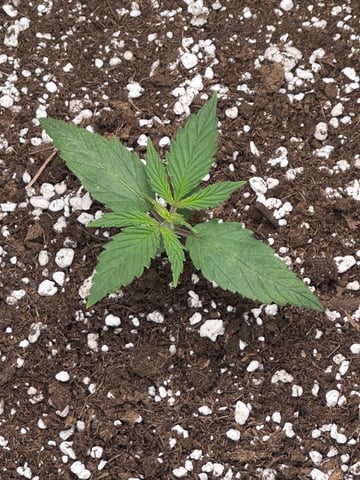 Pine (Auto) 2025 - 0 — seedling_rooting, day 17