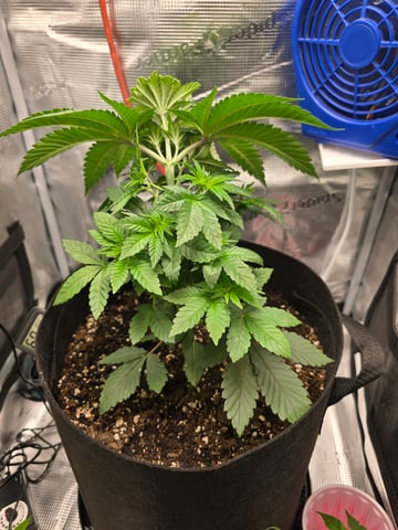 Northern lights #10 2nd plant (Selkies) — vegetative, day 27