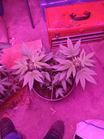 aurora auto — vegetative, day 57