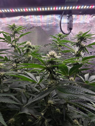 Northern lights #10 (Alaska) — flower, day 57