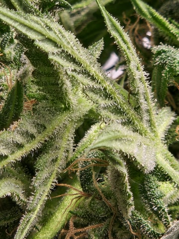 Autoflower grow. my first grow  — flower, day 60