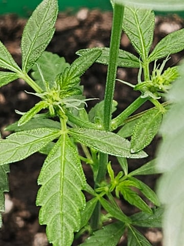 1st plant. Strain: Green Gelato AutoFlower — flower, day 57