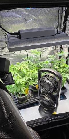 Girl Scout Cookies  — vegetative, day 81