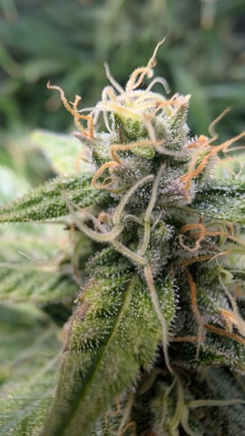 Grow 1 — flower, day 63