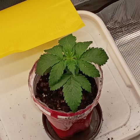 TentPlantLightFan — vegetative, day 20