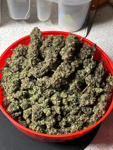 Hippo High #2 — harvest, day 9