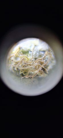 LSD feminized — done, day 120