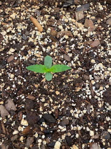 Banana Kush Auto Seed Supreme — seedling_rooting, day 9