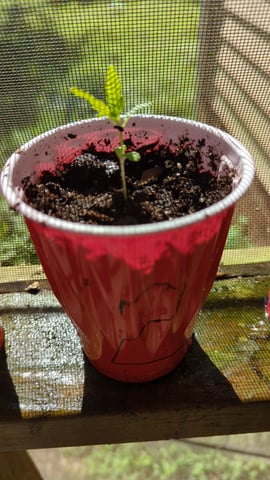 Freya's Honey — vegetative, day 17