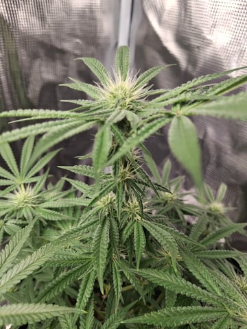 SoFloBudz — flower, day 73