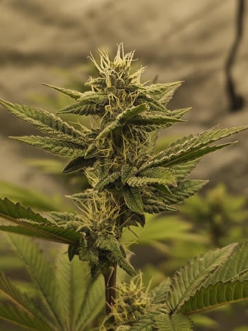 perfect circle/ cherrymac1 X candyland cross  — flower, day 12