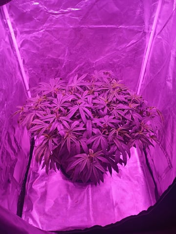 Purple Plum Perfect 💜 & 2 Grape Runtz 🍇 Mainlining garden.  — vegetative, day 129