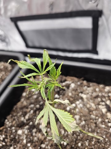 First Grow — vegetative, day 8