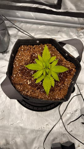 Spring/Summer 2026 Indoor Grow