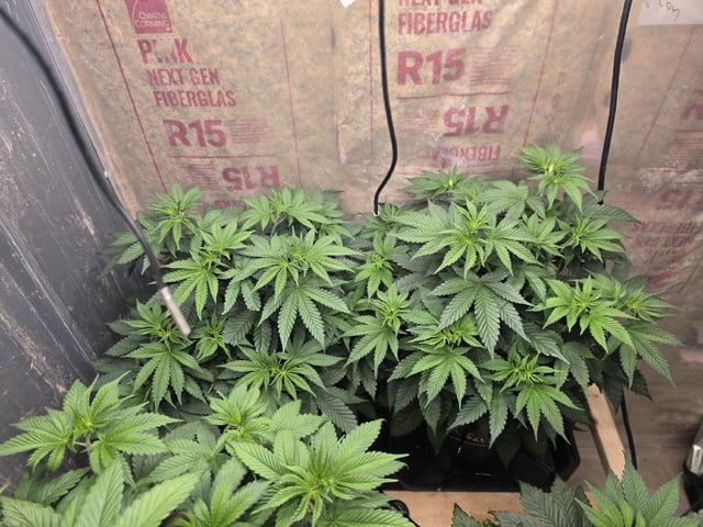 2nd Grow Sesh — flower, day 49