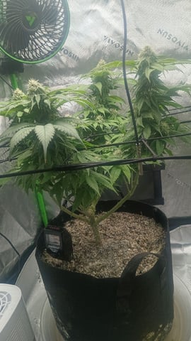 Critical Purple Kush — flower, day 113