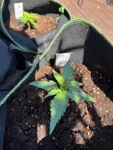 Pineapple Express F1 — vegetative, day 10