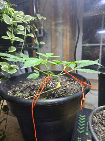 cherry pie  — vegetative, day 25