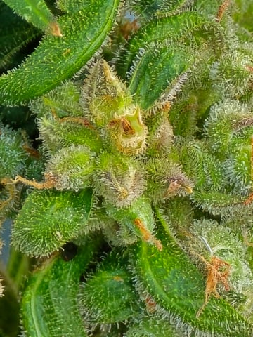 Green Gelato Auto — flower, day 81