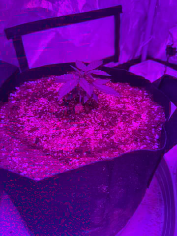 First Auto — vegetative, day 21