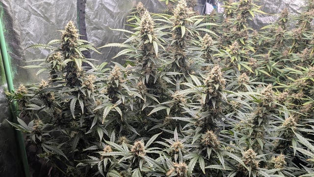 Strawberry Cheesecake Seedsman Seeds Autoflowers x2 — flower, day 86